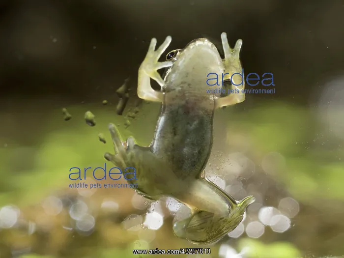 : 80192597 Common Frog - froglet climbing on glass : 80192597 Common Frog - froglet climbing on glass
