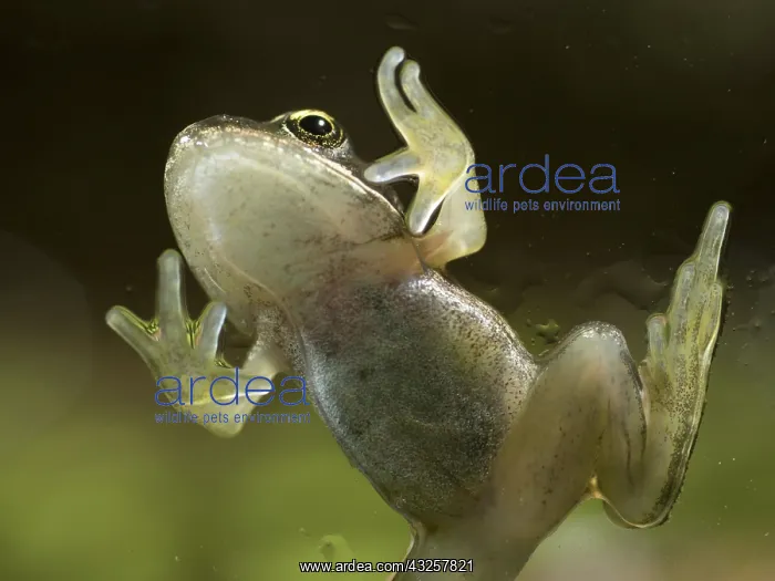 : 80192598 Common Frog - froglet climbing on glass : 80192598 Common Frog - froglet climbing on glass