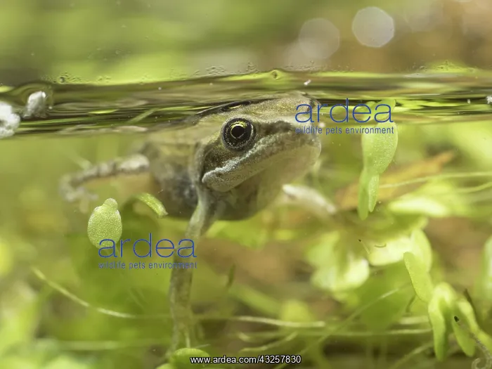 : 80192599 Common Frog - froglet below surface of : 80192599 Common Frog - froglet below surface of