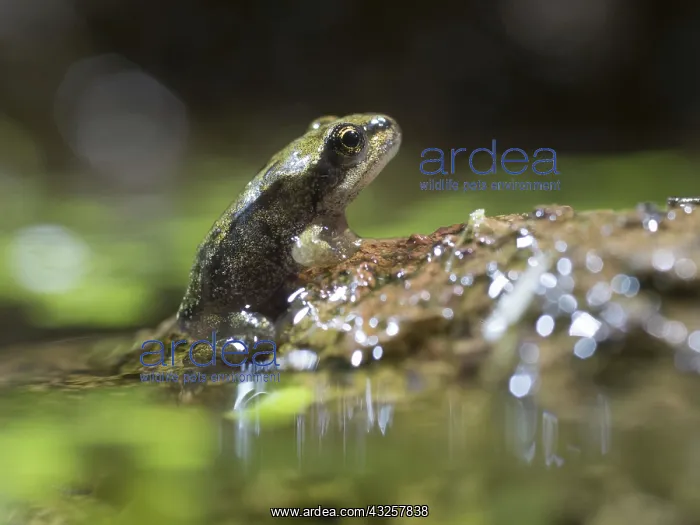: 80192600 Common Frog - newly emerged froglet on : 80192600 Common Frog - newly emerged froglet on