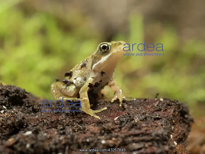 : 80192601 Common Toad Toadlet - sitting on bark UK : 80192601 Common Toad Toadlet - sitting on bark UK