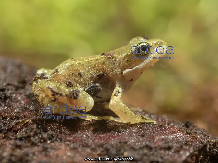 : 80192602 Common Toad Toadlet - sitting on bark UK : 80192602 Common Toad Toadlet - sitting on bark UK