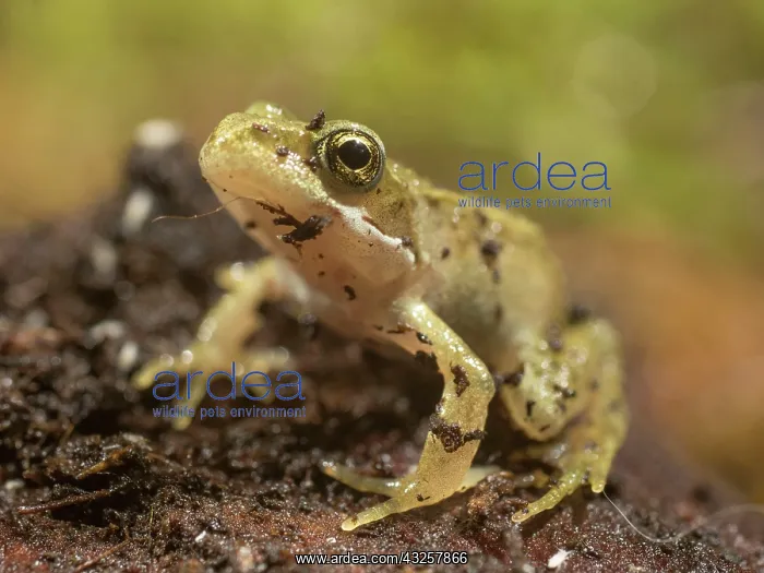 : 80192603 Common Toad Toadlet - sitting on bark UK : 80192603 Common Toad Toadlet - sitting on bark UK