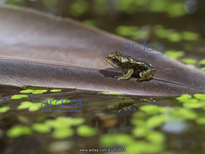  : 80192604 Common Frog - newly emerged froglet on