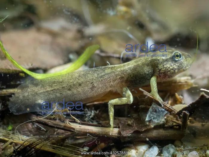 : 80192605 Common Frog Tadpole - with front & rear : 80192605 Common Frog Tadpole - with front & rear