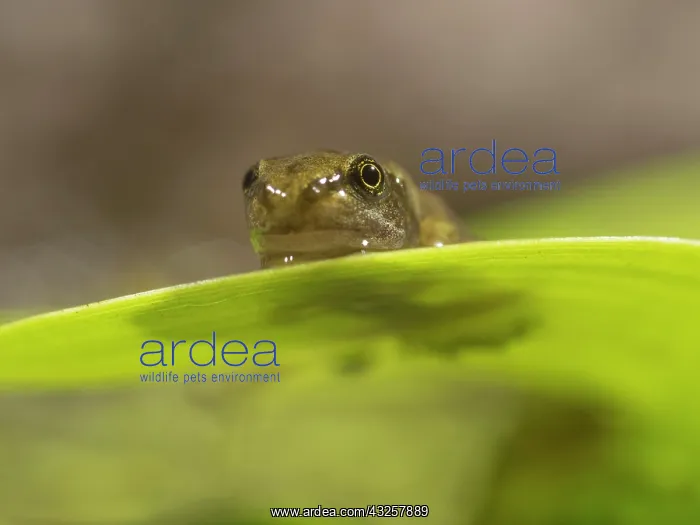  : 80192606 Common Frog - newly emerged froglet on