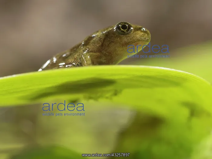 : 80192607 Common Frog - newly emerged froglet on : 80192607 Common Frog - newly emerged froglet on