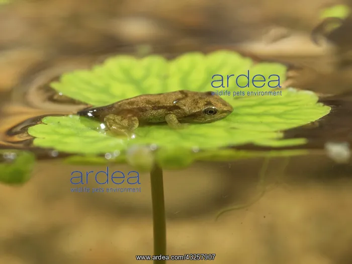 : 80192608 Common Frog - newly emerged froglet on : 80192608 Common Frog - newly emerged froglet on