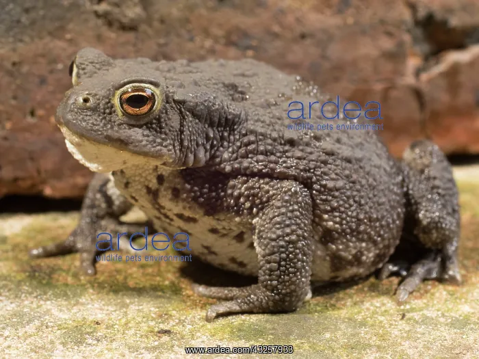 : 80192611 Common Toad - female UK Bufo bufo Steve : 80192611 Common Toad - female UK Bufo bufo Steve