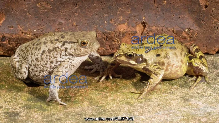 : 80192613 Common Toad (on left) with Common Frog : 80192613 Common Toad (on left) with Common Frog