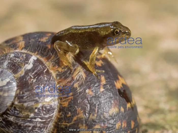 : 80192614 Common Frog - froglet sitting on Garden : 80192614 Common Frog - froglet sitting on Garden