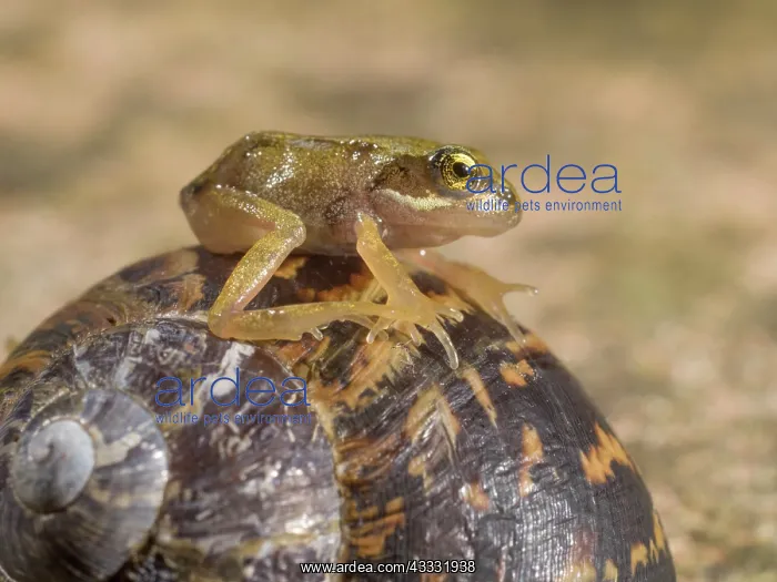 : 80192615 Common Frog - froglet sitting on Garden : 80192615 Common Frog - froglet sitting on Garden