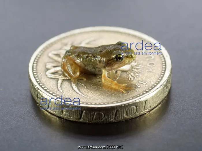 : 80192617 Common Frog - froglet sitting on UK one : 80192617 Common Frog - froglet sitting on UK one