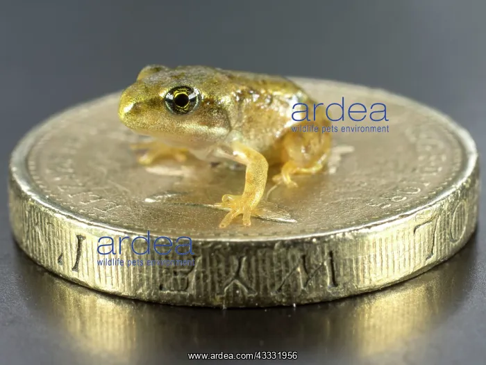 : 80192618 Common Frog - froglet sitting on UK one : 80192618 Common Frog - froglet sitting on UK one
