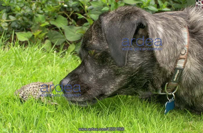 : 80192619 Jug (Jack Russell / Pug crossbreed) - with : 80192619 Jug (Jack Russell / Pug crossbreed) - with
