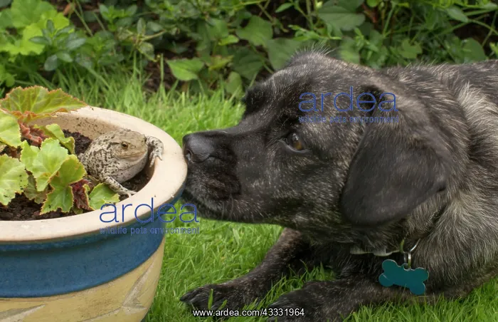 : 80192620 Jug (Jack Russell / Pug crossbreed) - with : 80192620 Jug (Jack Russell / Pug crossbreed) - with