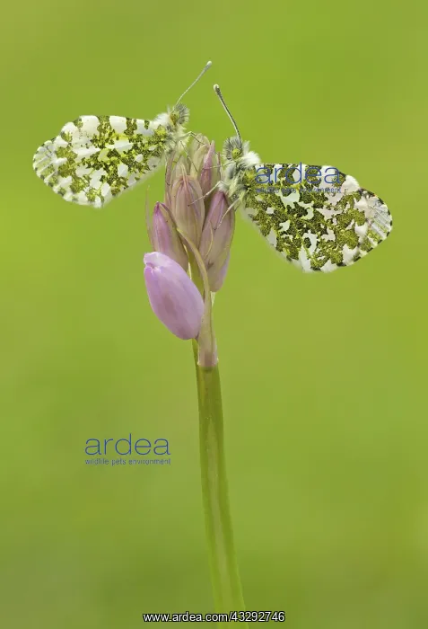 : 80192621 Orange-Tip Butterflies - male and female : 80192621 Orange-Tip Butterflies - male and female