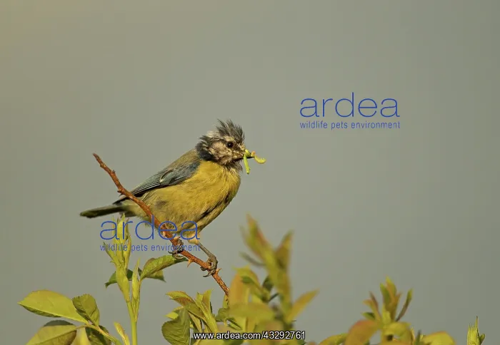 : 80192623 Blue Tit - parent with caterpillar prey : 80192623 Blue Tit - parent with caterpillar prey