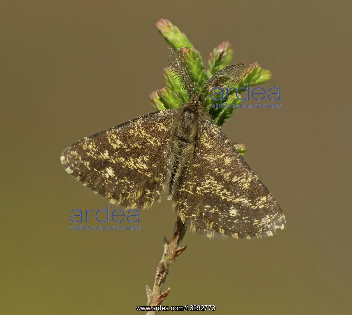 : 80192625 Common Heath Moth - male resting on heather : 80192625 Common Heath Moth - male resting on heather