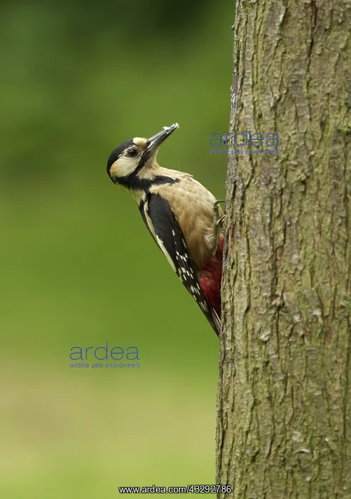 : 80192627 Great Spotted Woodpecker - female on tree : 80192627 Great Spotted Woodpecker - female on tree