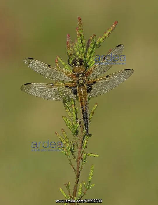 : 80192629 Four-spotted Chaser - male resting on heather : 80192629 Four-spotted Chaser - male resting on heather