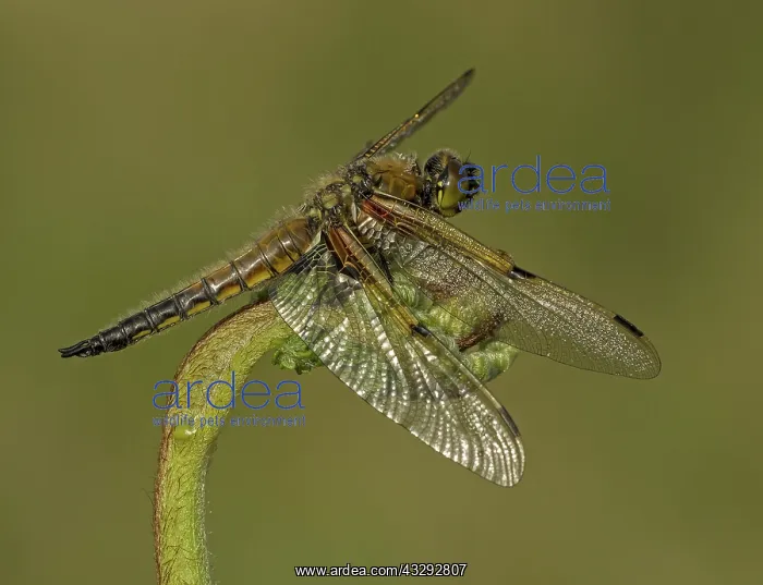 : 80192630 Four-spotted Chaser - male resting on Bracken : 80192630 Four-spotted Chaser - male resting on Bracken