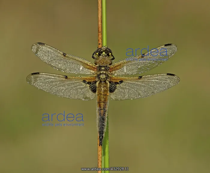 : 80192631 Four-spotted Chaser - male resting on reed : 80192631 Four-spotted Chaser - male resting on reed