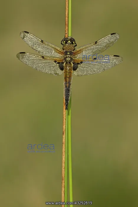 : 80192632 Four-spotted Chaser - male resting on reed : 80192632 Four-spotted Chaser - male resting on reed