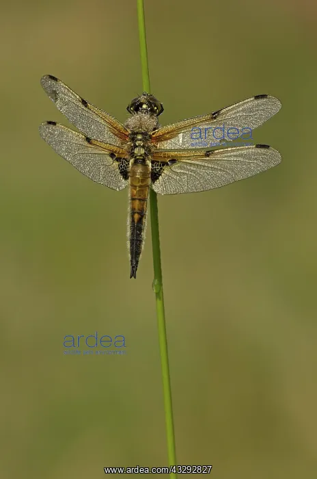 : 80192633 Four-spotted Chaser - male resting on reed : 80192633 Four-spotted Chaser - male resting on reed