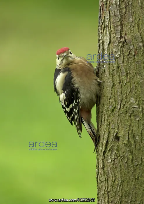 : 80192634 Great Spotted Woodpecker - newly fledged : 80192634 Great Spotted Woodpecker - newly fledged