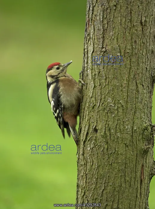 : 80192635 Great Spotted Woodpecker - newly fledged : 80192635 Great Spotted Woodpecker - newly fledged