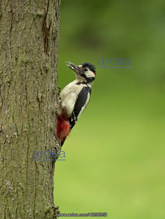 : 80192636 Great Spotted Woodpecker - male showing : 80192636 Great Spotted Woodpecker - male showing