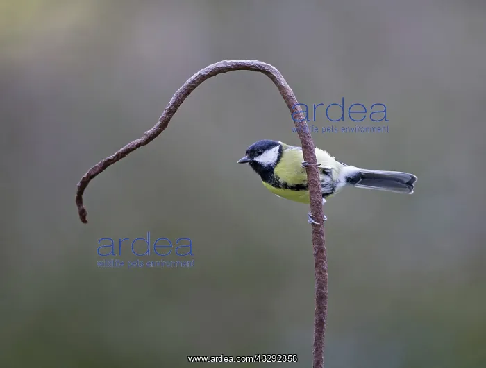 : 80192637 Great Tit - adult male perched on old bent : 80192637 Great Tit - adult male perched on old bent