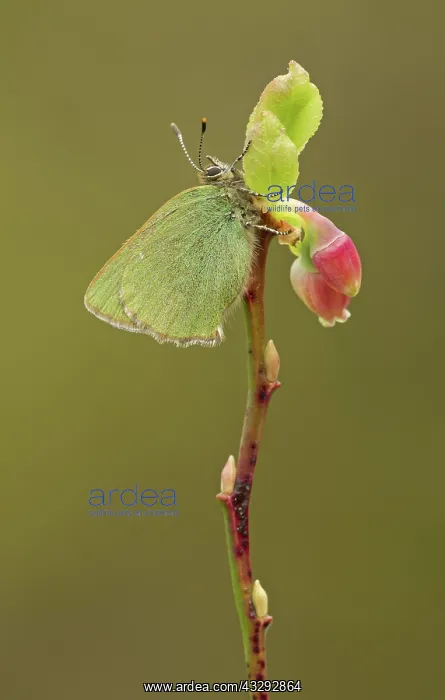 : 80192638 Green Hairstreak Butterfly - resting on : 80192638 Green Hairstreak Butterfly - resting on