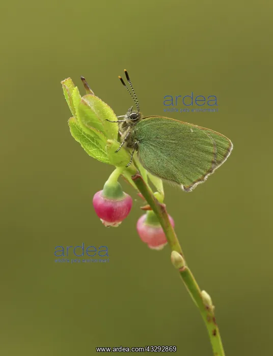: 80192639 Green Hairstreak Butterfly - resting on : 80192639 Green Hairstreak Butterfly - resting on