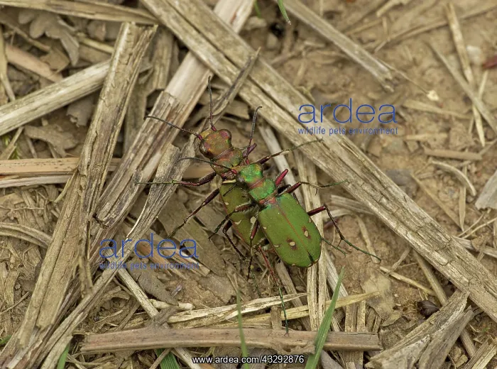 : 80192640 Green Tiger Beetles - mating on woodland : 80192640 Green Tiger Beetles - mating on woodland