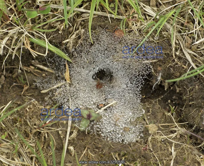: 80192643 Labyrinth Spider - on funnel-web - May : 80192643 Labyrinth Spider - on funnel-web - May