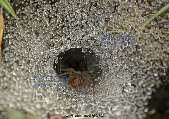 : 80192644 Labyrinth Spider - on funnel-web - May : 80192644 Labyrinth Spider - on funnel-web - May