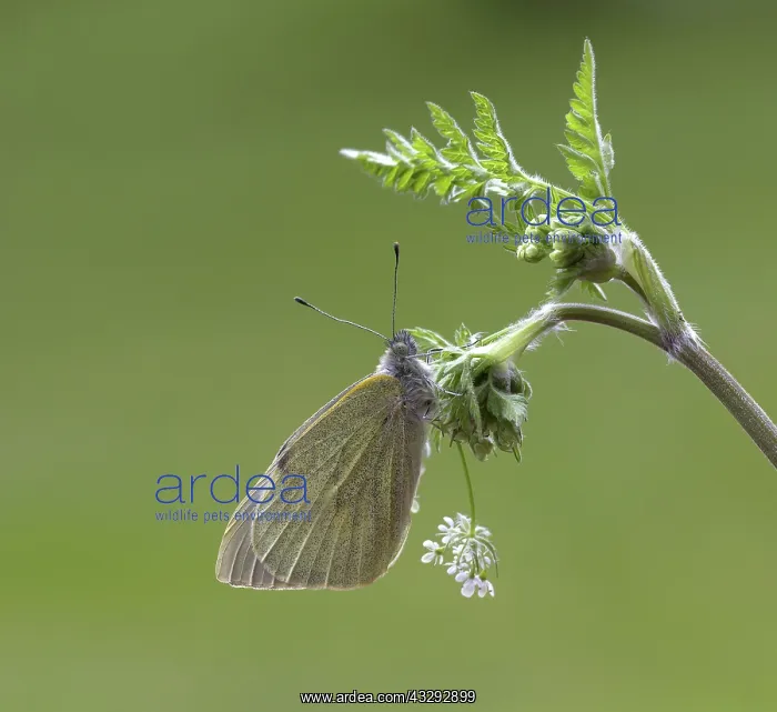 : 80192645 Large White Butterfly - resting on Cow : 80192645 Large White Butterfly - resting on Cow