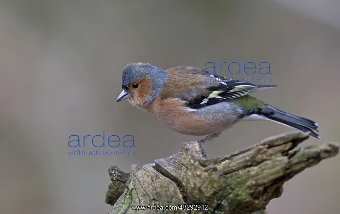 : 80192647 Chaffinch - male perched on fallen branch : 80192647 Chaffinch - male perched on fallen branch