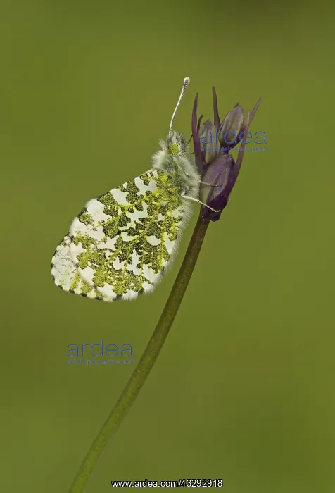 : 80192648 Orange-Tip Butterfly - male resting on : 80192648 Orange-Tip Butterfly - male resting on