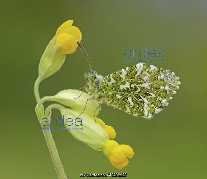 : 80192649 Orange-Tip Butterfly - male resting on : 80192649 Orange-Tip Butterfly - male resting on