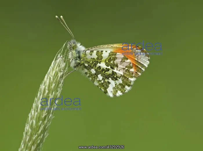 : 80192650 Orange-Tip Butterfly - male resting on : 80192650 Orange-Tip Butterfly - male resting on