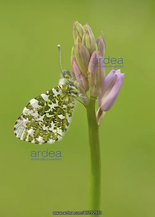 : 80192651 Orange-Tip Butterfly - male - May Staffordshire : 80192651 Orange-Tip Butterfly - male - May Staffordshire