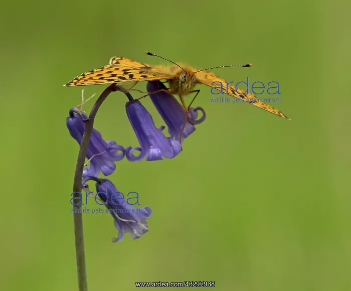 : 80192652 Pearl-Bordered Fritillary - resting on : 80192652 Pearl-Bordered Fritillary - resting on