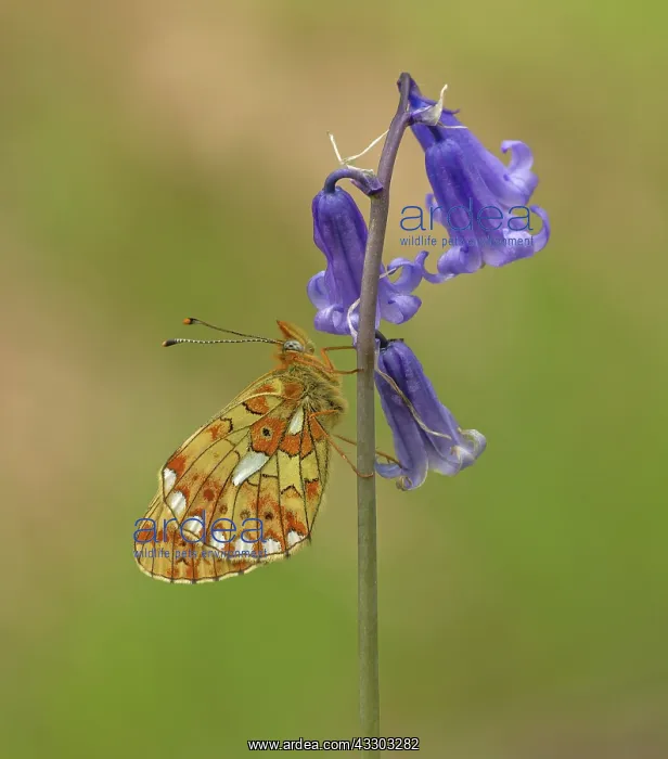 : 80192653 Pearl-Bordered Fritillary - resting on : 80192653 Pearl-Bordered Fritillary - resting on