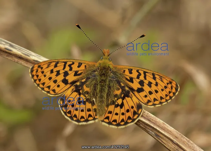 : 80192654 Pearl-Bordered Fritillary - resting on : 80192654 Pearl-Bordered Fritillary - resting on