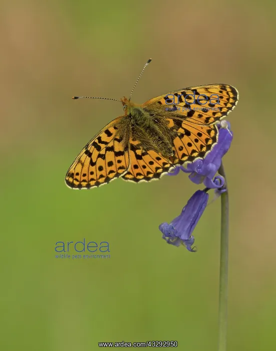 : 80192655 Pearl-Bordered Fritillary - resting on : 80192655 Pearl-Bordered Fritillary - resting on