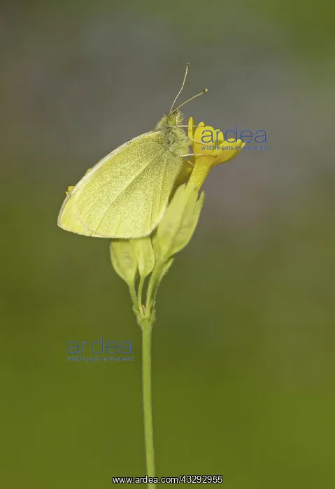  : 80192656 Small White Butterfly - resting on Cowslip