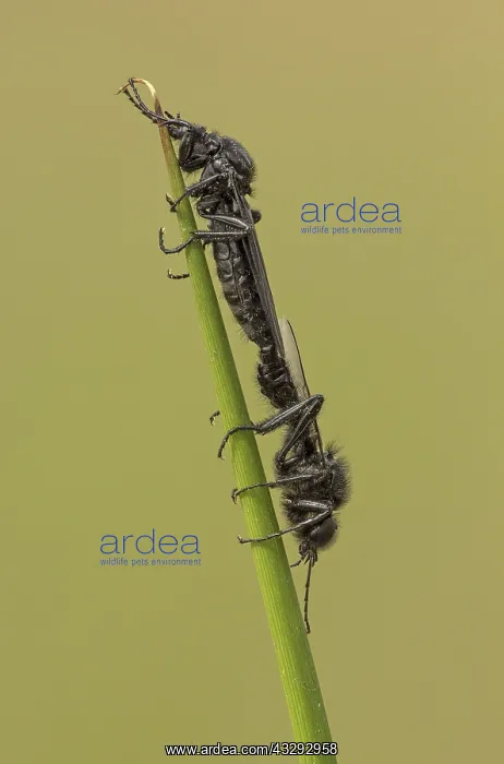 : 80192657 St Mark's Flies - pair mating on reed stem : 80192657 St Mark's Flies - pair mating on reed stem